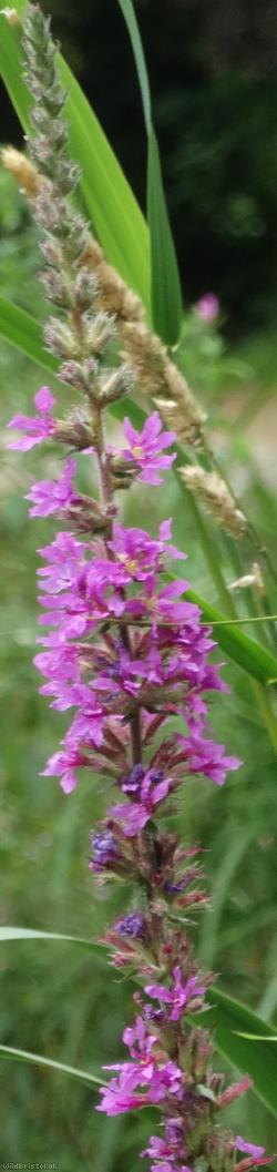Purple Loosestrife