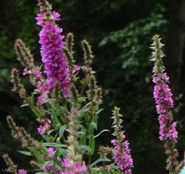 Purple Loosestrife
