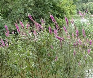 Purple Loosestrife