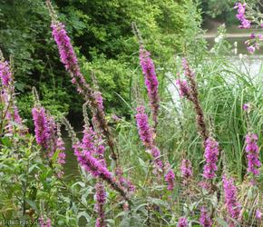 image for Purple Loosestrife