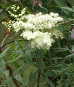 Meadowsweet