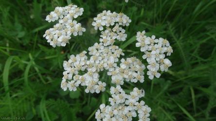Yarrow