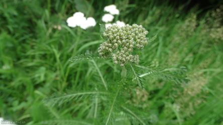 Yarrow