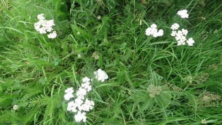 Yarrow