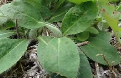 Mouse-ear Hawkweed