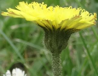Mouse-ear Hawkweed