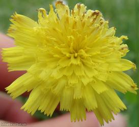 Mouse-ear Hawkweed