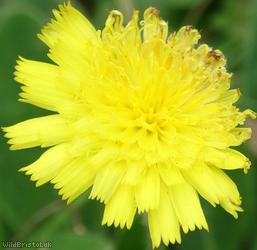 Mouse-ear Hawkweed