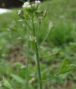 Shepherd's-purse type 4