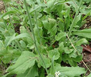 Shepherd's-purse type 4