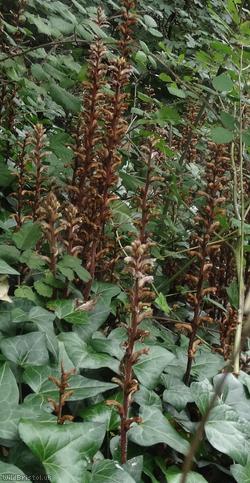 Ivy Broomrape