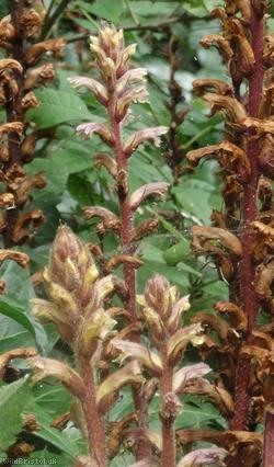 Ivy Broomrape