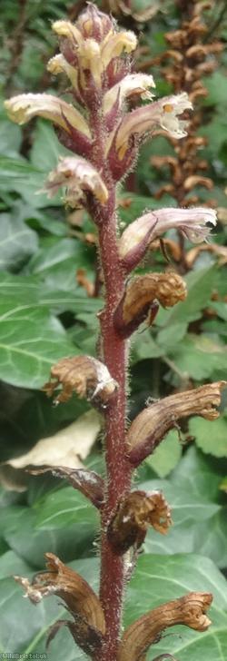 Ivy Broomrape