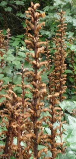 Ivy Broomrape