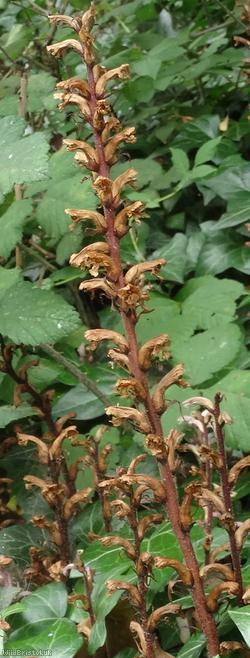 Ivy Broomrape