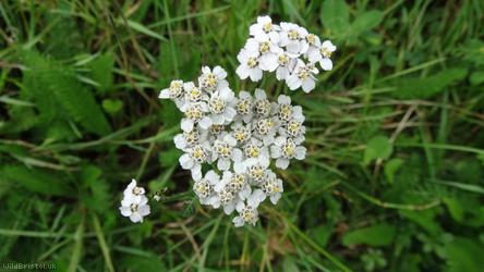 Yarrow