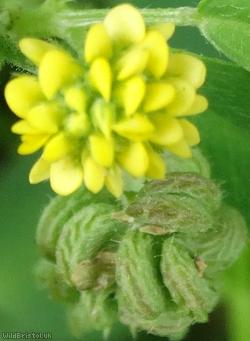 Black Medick