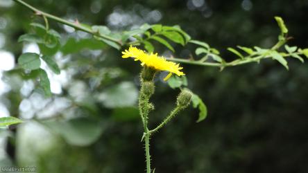 Perennial Sow-thistle