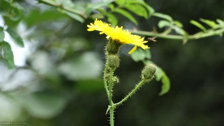 Perennial Sow-thistle