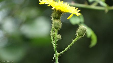 Perennial Sow-thistle