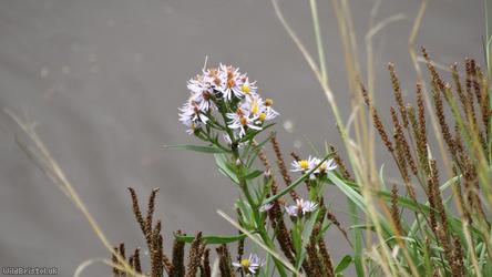 Sea Aster