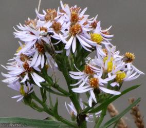 image for Sea Aster