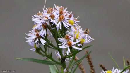Sea Aster