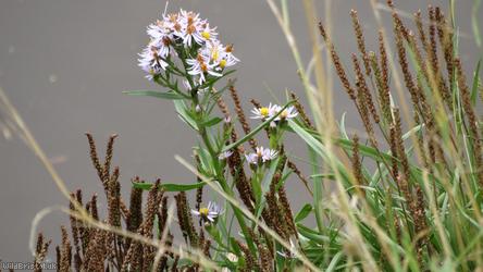 Sea Aster