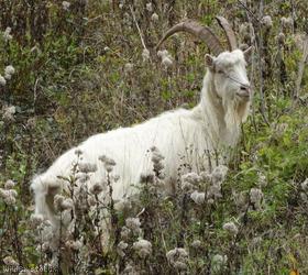 image for Cashmere goat