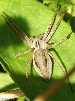 image for Nursery Web Spider