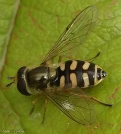 Migrant Hoverfly