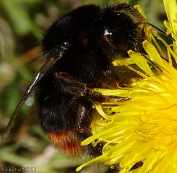 image for Red-tailed Bumblebee