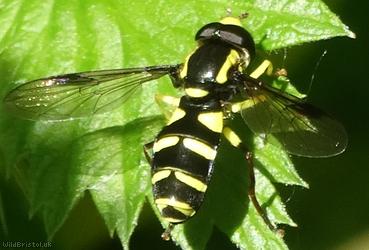 Superb Ant-hill Hoverfly