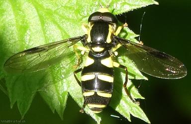 Superb Ant-hill Hoverfly