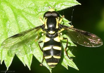 image for Superb Ant-hill Hoverfly