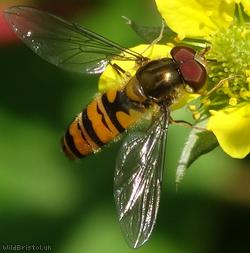 image for Marmalade Hoverfly