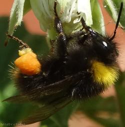 Early Bumblebee