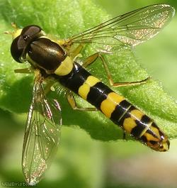 image for Long Hoverfly
