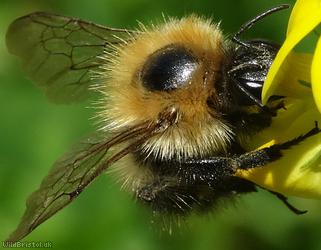 image for Common Carder Bee