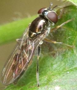 White-footed Hoverfly