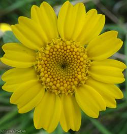 Corn Marigold