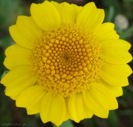 Corn Marigold