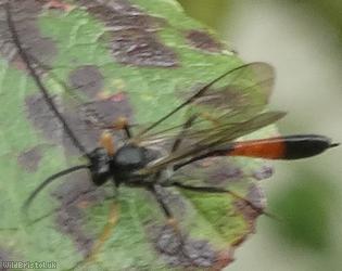 Dusona Unidentified 1