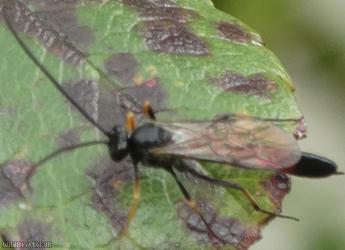 Dusona Unidentified 1