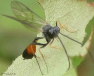 Dusona Unidentified 1