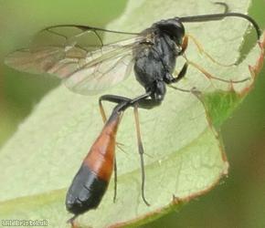 Dusona Unidentified 1