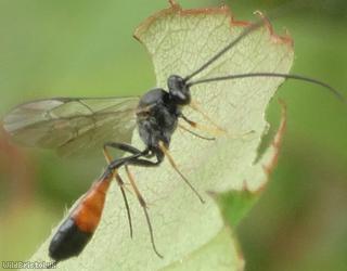 Dusona Unidentified 1