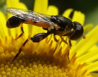 Thick-legged Hoverfly