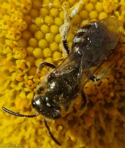 Bronze Furrow Bee