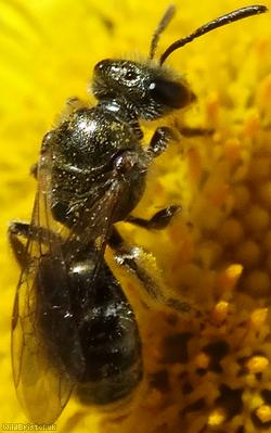 Bronze Furrow Bee